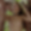 [Blacked.com] Apolonia Lapiedra (Watching The Wife) [17-04-2021, All Sex, Blowjob, Gonzo, Hardcore, Interracial (IR), Small Tits, Threesome, 2160p] thumb
