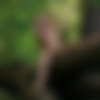 [EroticBeauty.com] 2016-04-24 Lilly A - With the Trees [Erotic Photos] [3413x5120, 64 Photos] thumb