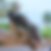 [Blacked.com] Addie Andrews (I'm Alone) [24.02.2020, Blonde, Small Tits, Bush, Doggystyle, Riding, Reverse Cowgirl, Creampie, Masturbation, Blowjob, Prone Bone, Missionary, Spooning, 720p] thumb