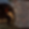 [Unreal Engine] Wild Life [Build 2019.09.13] [Adeptus Steve] 25$ Build thumb